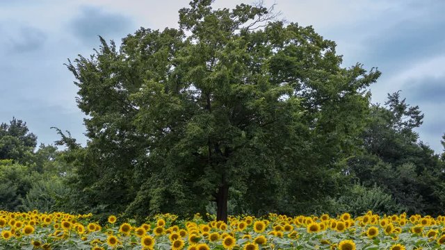 Timelapse of Tree in Sunflower Field -Tilt Down-