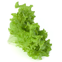 fresh green lettuce salad leaves isolated on white background
