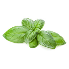 Fresh sweet Genovese basil leaves isolated on white background cutout.