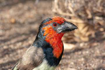 Black-collared barbet bird