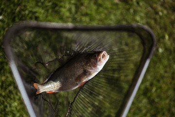 Fish caught on a fishnet