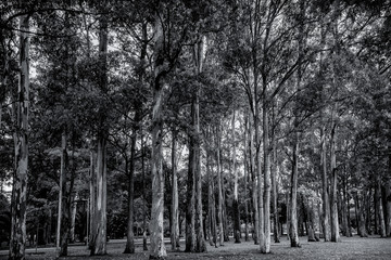 Árvores do Parque Ibirapuera