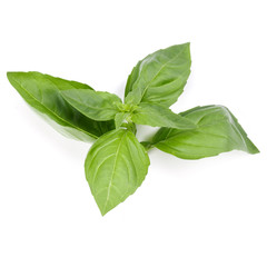 sweet basil herb leaves isolated on white background. Genovese basil leaf.