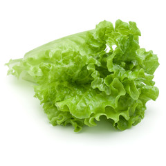 fresh green lettuce salad leaves isolated on white background