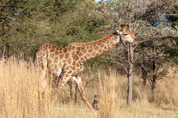 Giraffe in the savannah - South Africa