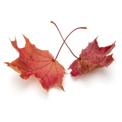 colorful autumn maple leaf isolated on white