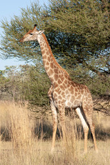 Giraffe in the savannah - South Africa