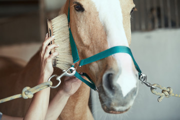 Woman grooming horse in stable
