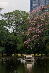 Fototapeta na wymiar Landscape of tree in the park