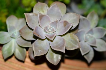 Plantas Suculentas no Jardim