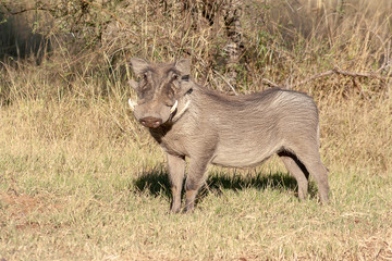 Warthog grazing in grass
