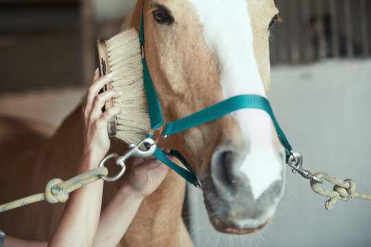 Woman Grooming Horse In Stable