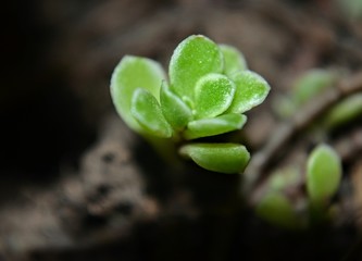 Plantas Suculentas no Jardim