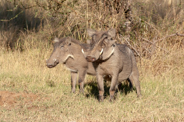 Warthog grazing in grass