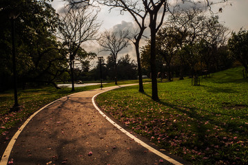 Fototapeta premium Landscape of tree in the park