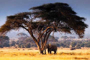 Elephant under tree © Penny Hegyi