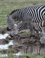Fototapeta na wymiar Zebras drinking water