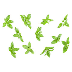 Sweet Genovese basil leaves background arrangement isolated on white. Top view.
