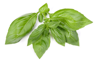 sweet basil herb leaves isolated on white background. Genovese basil leaf.