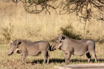 Warthog grazing in grass