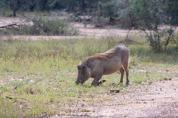 Warthog grazing in grass