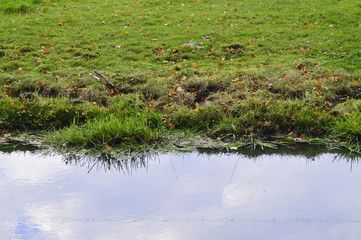 lake in forest