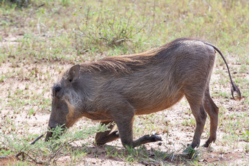 Warthog grazing in grass