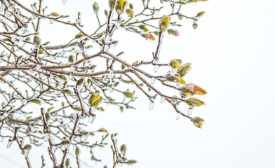 Icicles hanging on the branches with flower buds from the cold freezing rain. White sky background.