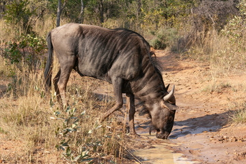 Blue Wildebeest drinking water