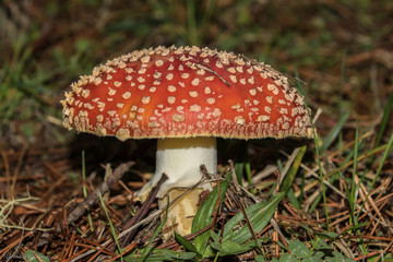 Amanita Muscaria- Fly Agaric Mushroom