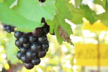 Bunch of black grapes