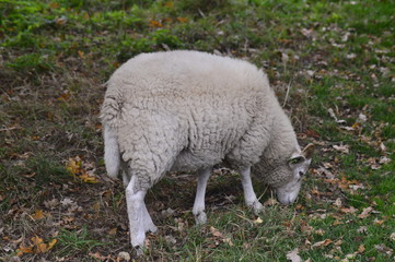 portrait of a sheep in the Netherlands, spend weekend outside of the city with fresh air and nature background. Date time and morning.
