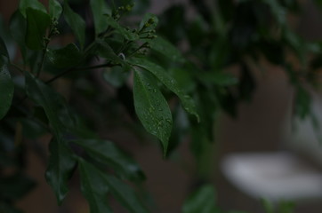 Wet Leaf