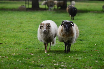 portrait of a sheep in the Netherlands, spend weekend outside of the city with fresh air and nature background. Date time and morning.