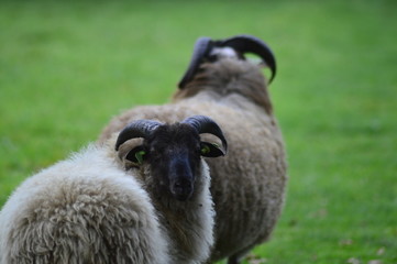 portrait of a sheep in the Netherlands, spend weekend outside of the city with fresh air and nature background. Date time and morning.