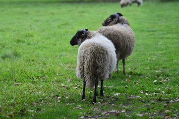 Fototapeta premium portrait of a sheep in the Netherlands, spend weekend outside of the city with fresh air and nature background. Date time and morning.