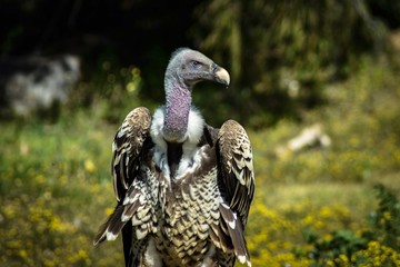 vulture in zoo