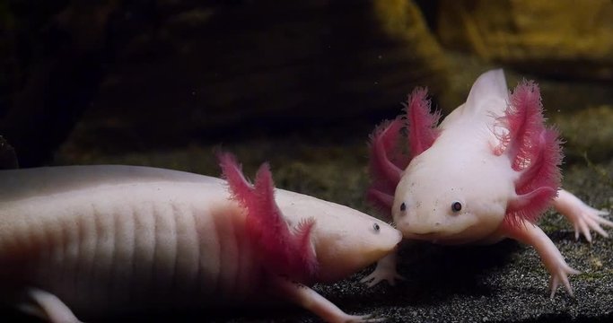 Axolotl, ambystoma mexicanum, Pair, Real Time 4K