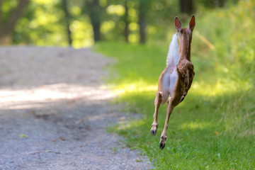 Young Deer Fleeing