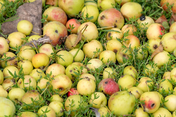 A pile of wild apples on green grass. The apples are greenish yellow, starting to turn red.