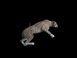 leopard isolated on white background