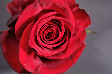 Red rose on grey wooden background close up