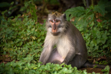 Naklejka na ściany i meble Long Tailed Macaque in the Forest. Considered sacred animals at some Buddhist and Hindu temples. Seen here in the Sacred Monkey Forest in Ubud, Bali, Indonesia.