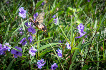 Field of flower Beautiful