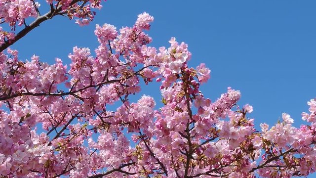 Japanese pink cherry blossom sakura tree moving along the wind on spring season.
