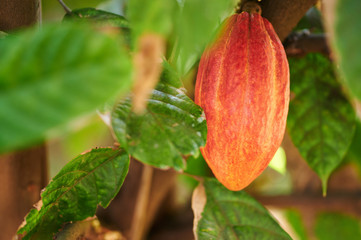 One ready to ripe cacao fruit