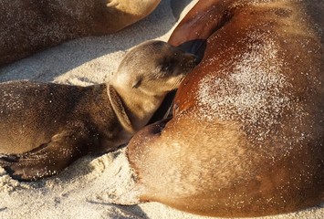 Sea Lion Cub Feeding