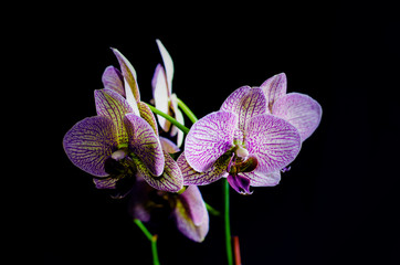orchid on black background