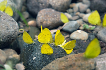  Group of Yellow Butterflies Puddlingon Granite Stone. Indonesia Butterflies Swarm Licking and Eats Mineral in Ranca Upas Ciwidey