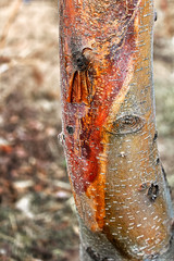 Closeup of a sun scald damage on a tree trunk